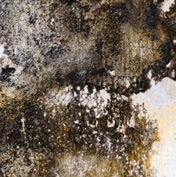 Picture of Mold