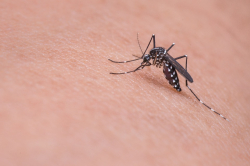 Mosquito on arm