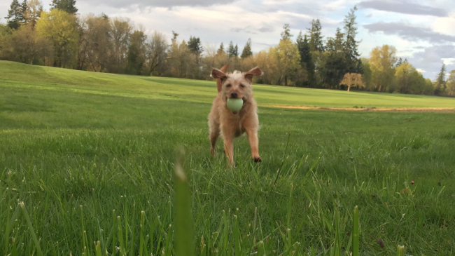 Dog with license in Deschutes County