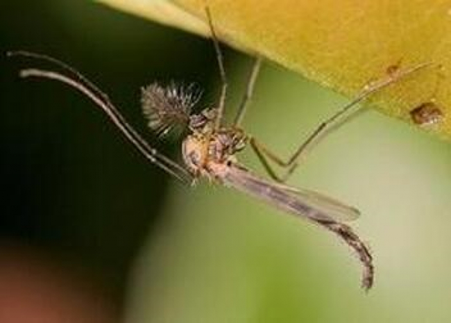 Midge Midge