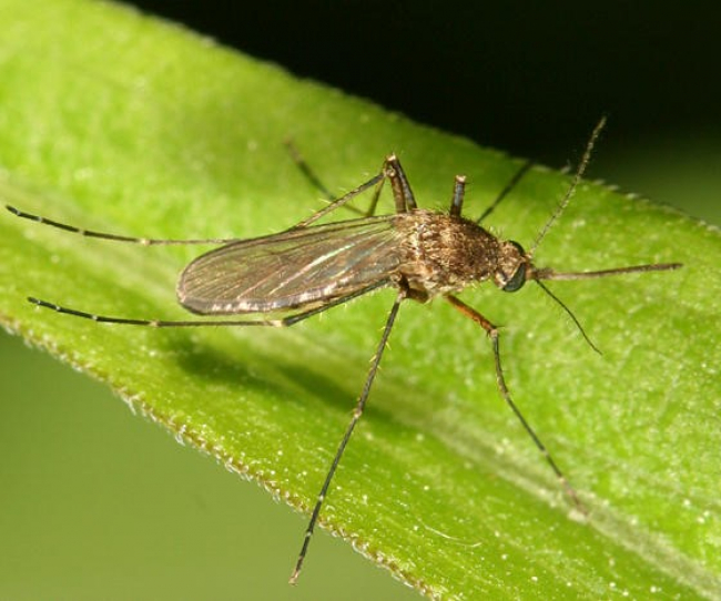 Mosquito Mosquito