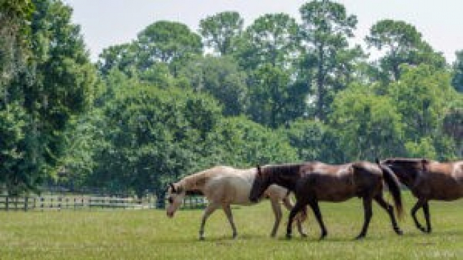 Western Equine Encephalitis Western Equine Encephalitis