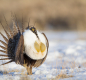 Male Sage Grouse